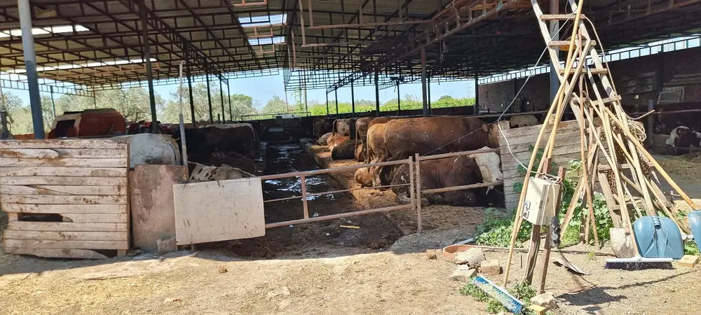 Gölgelik altında bölmede dinlenen büyükbaşlar